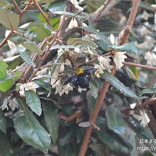 ナワシログミ（花）の写真