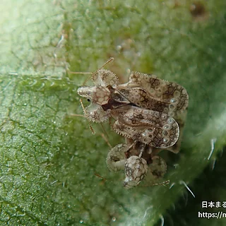 アワダチソウグンバイ（成虫）の写真