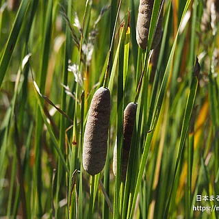 ヒメガマ（実・種子）の写真