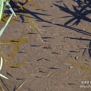 カダヤシの写真
