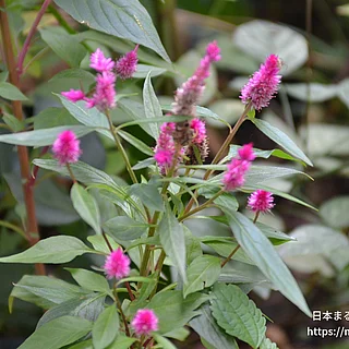 ケイトウ（花）の写真