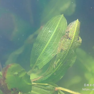 ササバモの写真