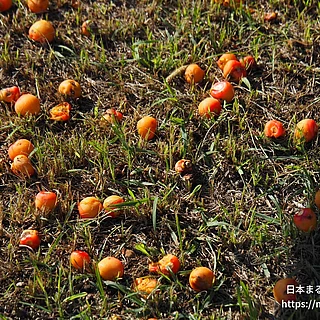 カナリーヤシ（実・種子）の写真