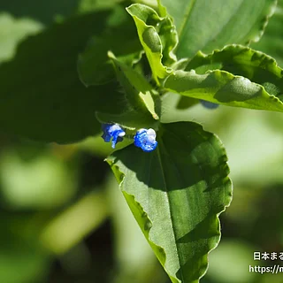 マルバツユクサ（花）の写真
