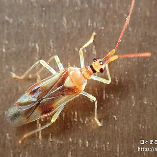 クスベニヒラタカスミカメ（成虫）の写真