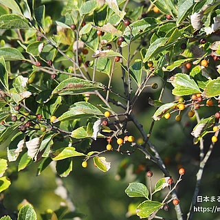 エノキ（実・種子）の写真
