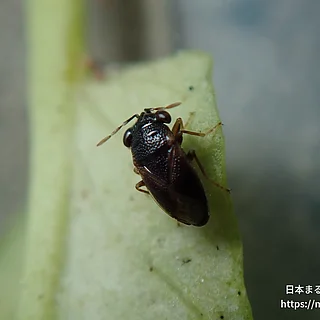 ヒメオオメカメムシ（成虫）の写真