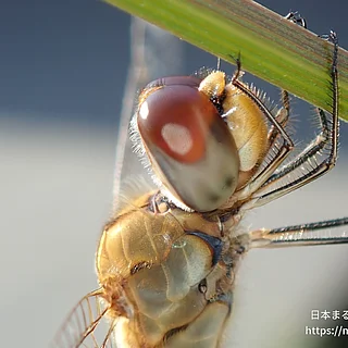 ウスバキトンボ（成虫）の写真