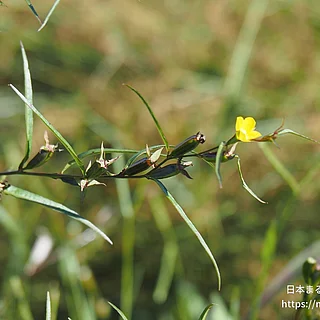 ヒレタゴボウ（花）の写真