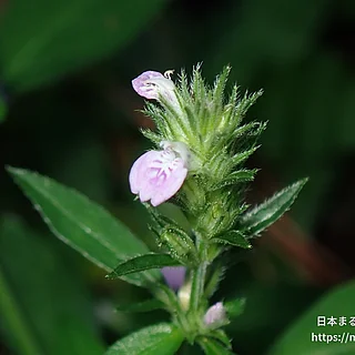 キツネノマゴ（花）の写真