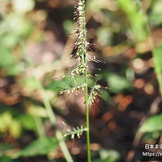 チヂミザサの写真