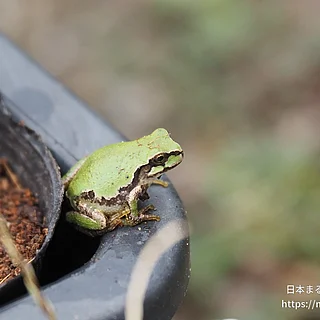 ヒガシニホンアマガエル（成体）の写真