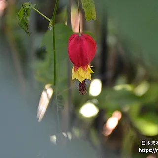 ウキツリボク（花）の写真