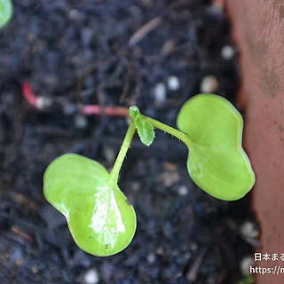 ハツカダイコン（花・実以外）の写真