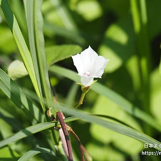 マメアサガオ（花）の写真