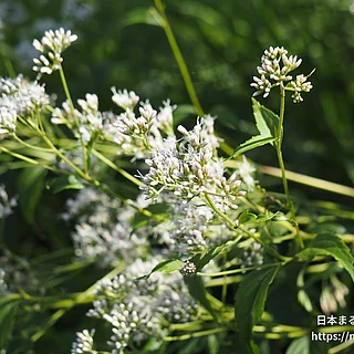 ヒヨドリバナ（花）の写真