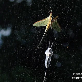 キイロカワカゲロウの写真