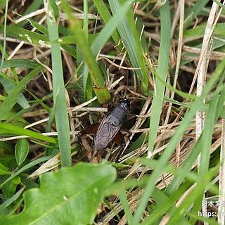 エンマコオロギ（成虫）の写真