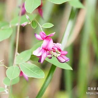 ヤマハギ（花）の写真