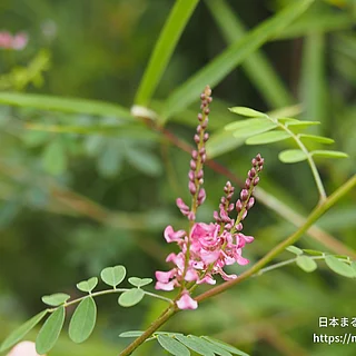 コマツナギ（花）の写真