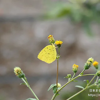 キタキチョウ（成虫）の写真