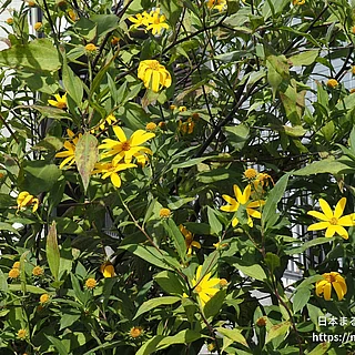 キクイモ（花）の写真