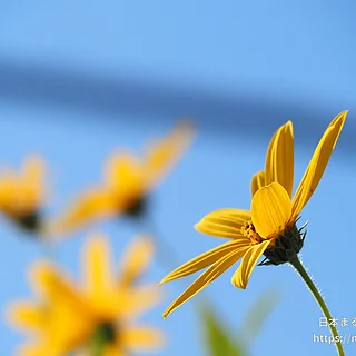 キクイモ（花）の写真