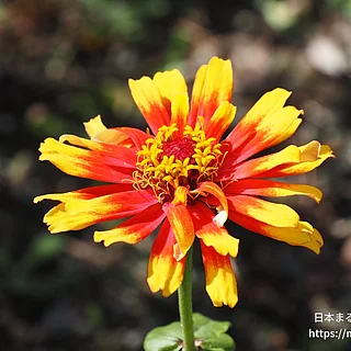ヒャクニチソウ（花）の写真