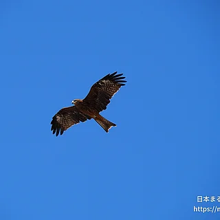 トビの写真