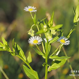 ヒメジョオン（花）の写真