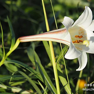 タカサゴユリ（花）の写真