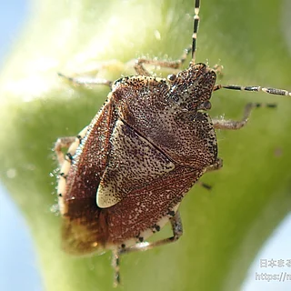 ブチヒゲカメムシ（成虫）の写真