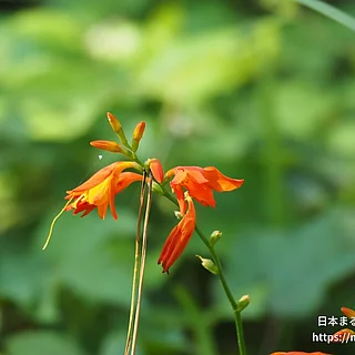 ヒメヒオウギズイセン（花）の写真
