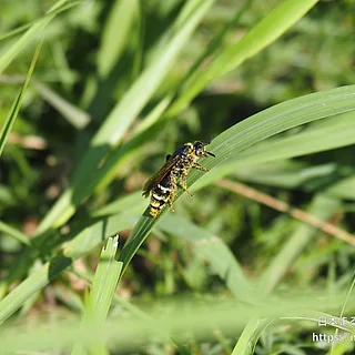 ヒメハラナガツチバチ（成虫）の写真