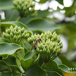 キンケハラナガツチバチ（成虫）の写真