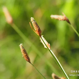 ヤマイ（実・種子）の写真