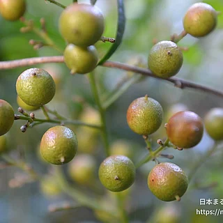 ナンテンの写真