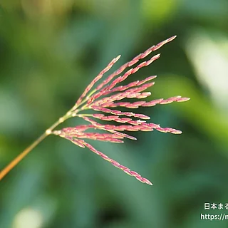 コブナグサの写真