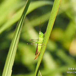 ホシササキリ（成虫）の写真