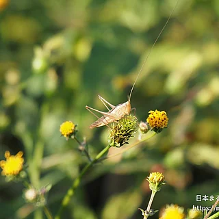 ホシササキリ（成虫）の写真