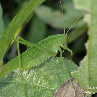 ツユムシ（成虫）の写真