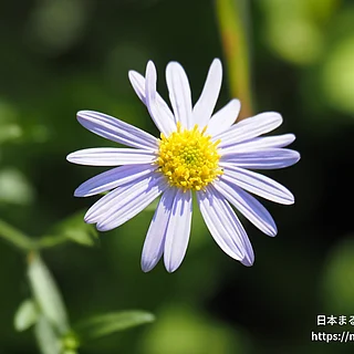 シオン属（花）の写真