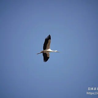 コウノトリの写真