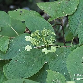 ヤマアジサイ（花）の写真