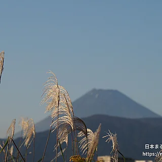 オギの写真