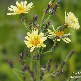 アキノノゲシ（花）の写真