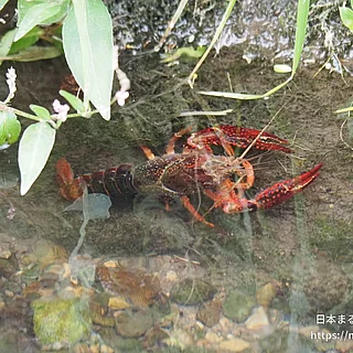 アメリカザリガニの写真