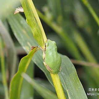 ヒガシニホンアマガエル（成体）の写真
