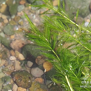 ホザキノフサモの写真