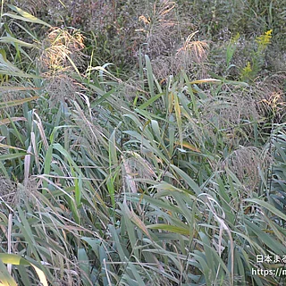 ヨシの写真